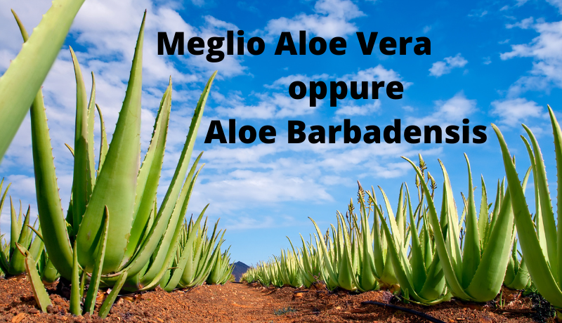 Meglio Aloe vera oppure Aloe barbadensis
